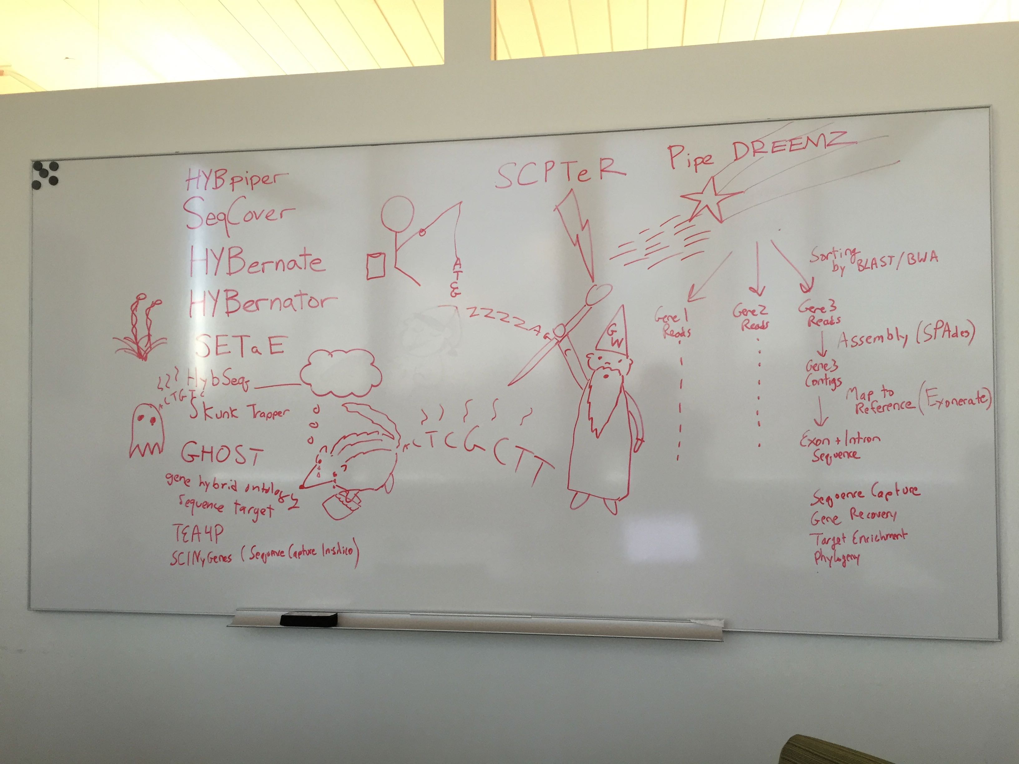 HybPiper Whiteboard
