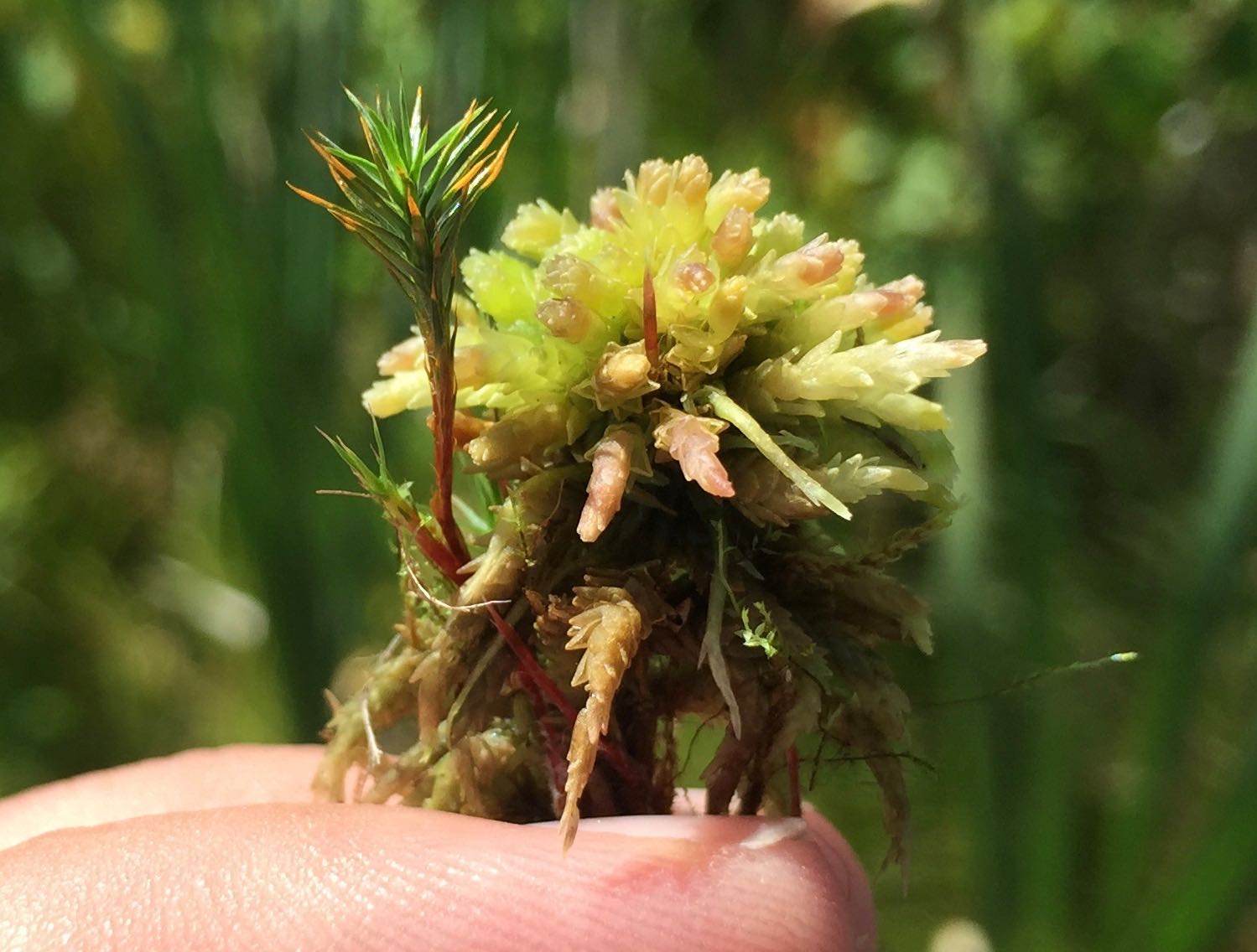 Sphagnum and Polytrichum